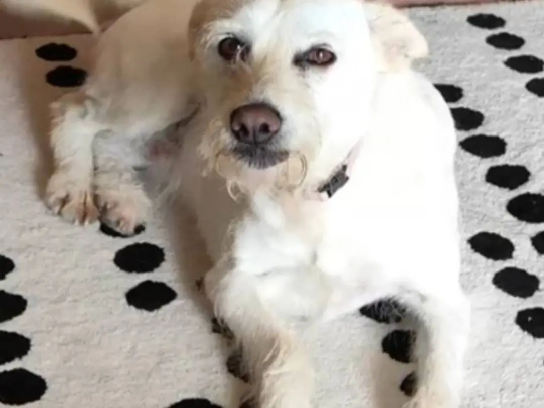Adotta un cane, taglia piccola, femmina, Napoli