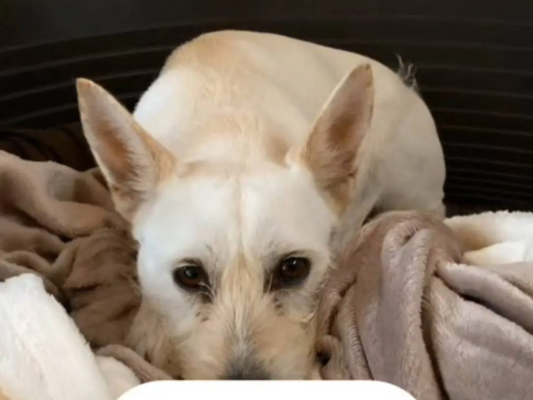 Vuoi adottare un cane a Napoli?