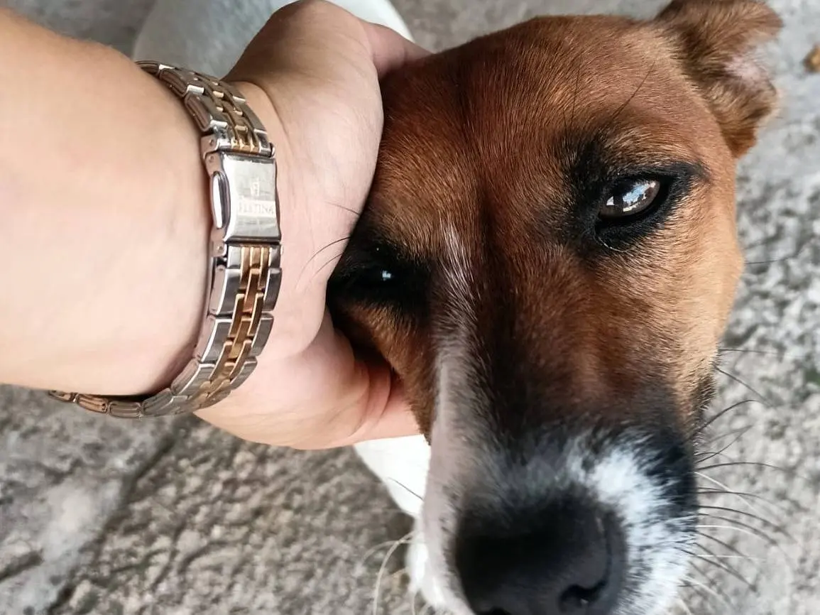 Adotta un cane, femmina, 4 anni e 4 mesi, Siracusa