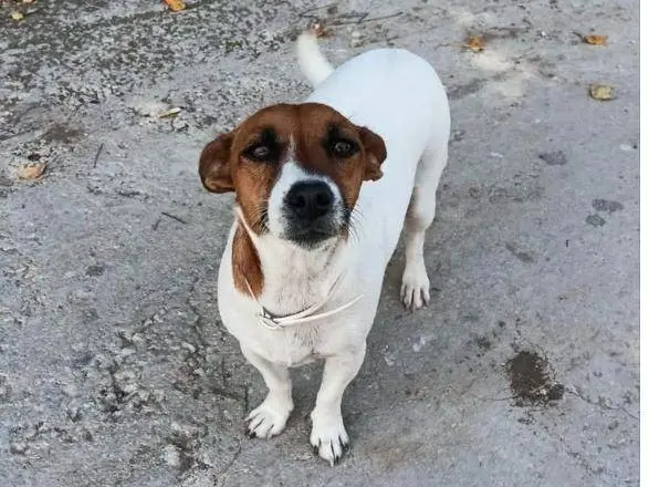 Adozione cane, femmina, Jack Russell Terrier Razza sconosciuta, 4 anni e 4 mesi, taglia piccola, Siracusa