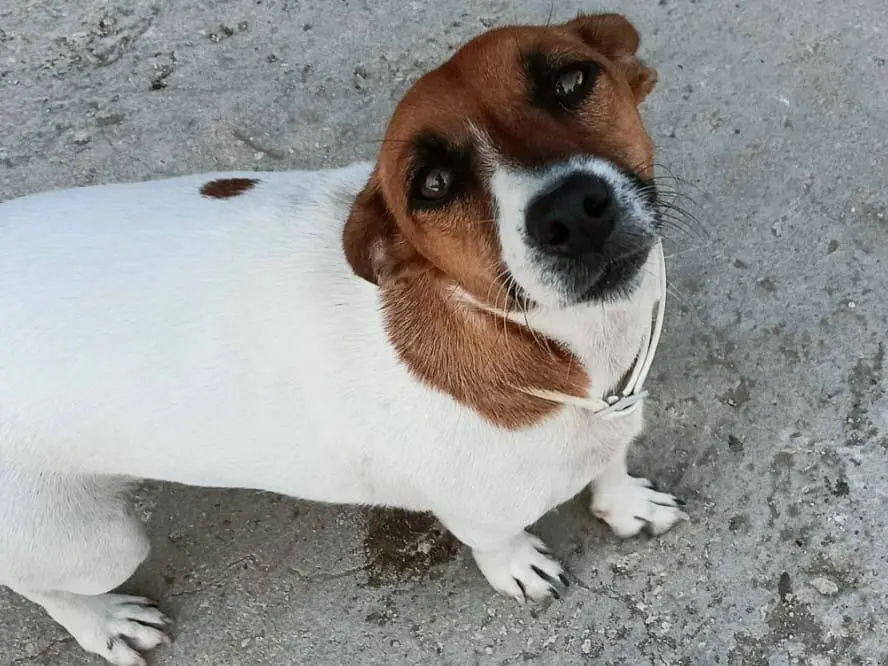 Adotta un cane, taglia piccola, femmina, Siracusa