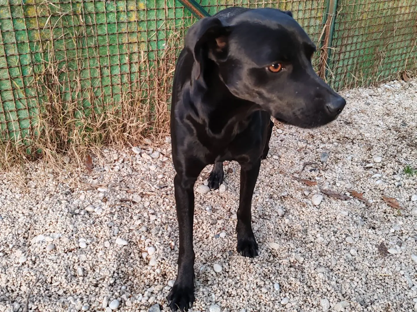 Vuoi adottare un cane a Roma?