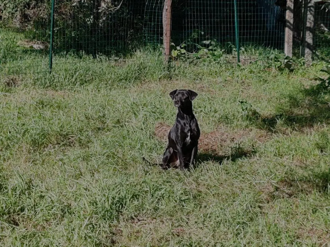 Foto 1 dell'animale