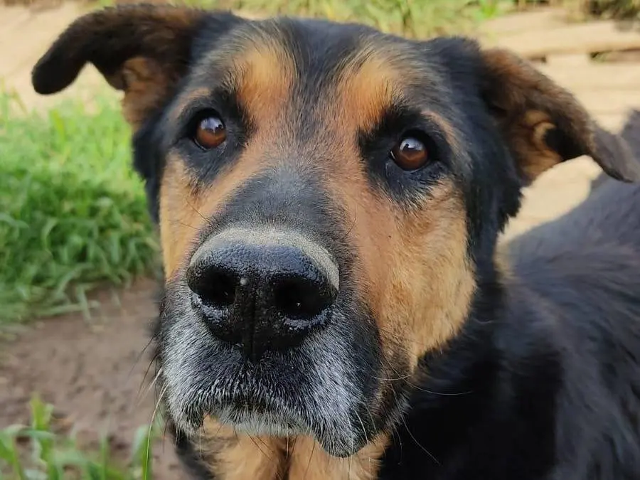 Adozione cane, maschio, Razza sconosciuta Razza sconosciuta, 7 anni e 6 mesi, taglia grande, Roma