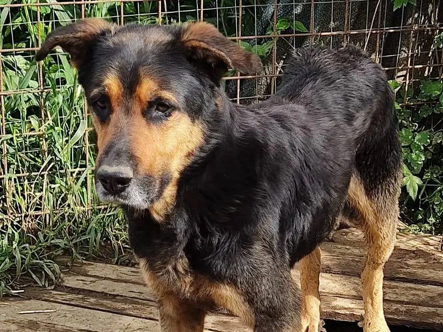Adotta un cane, maschio, 7 anni e 6 mesi, Roma