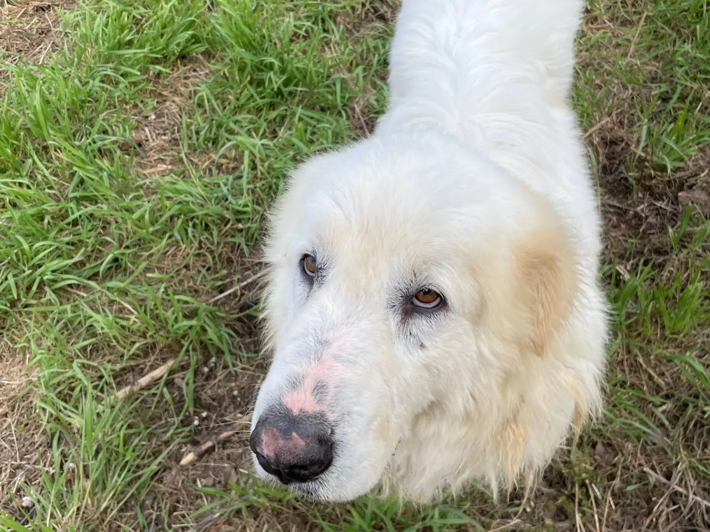 Adotta un cane, maschio, 6 anni e 7 mesi, Latina