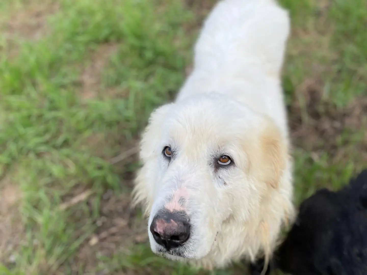 Adozione cane, maschio, Razza sconosciuta Pastore maremmano, 6 anni e 7 mesi, taglia grande, Latina