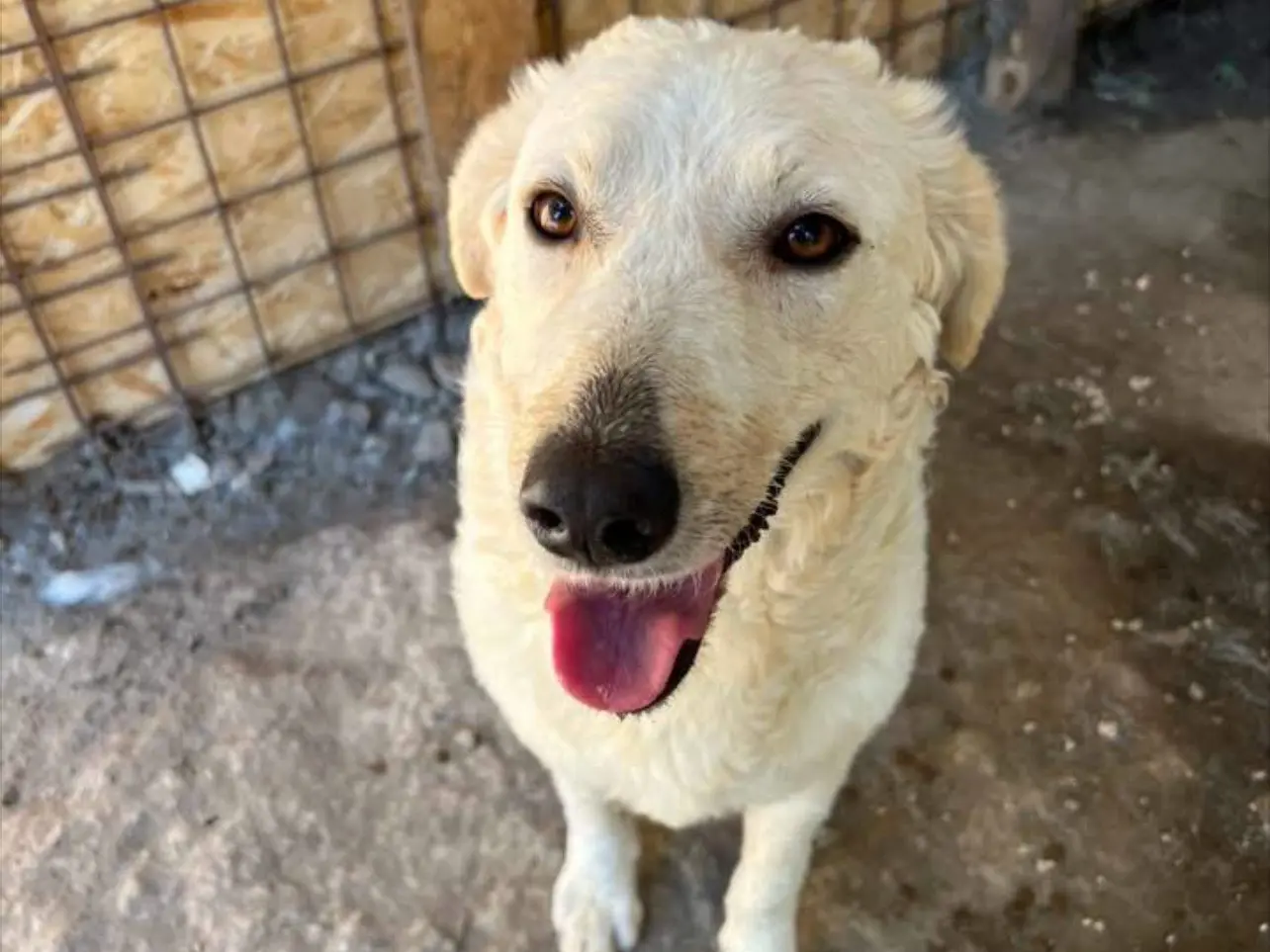 Adotta il cane Neve a Rieti