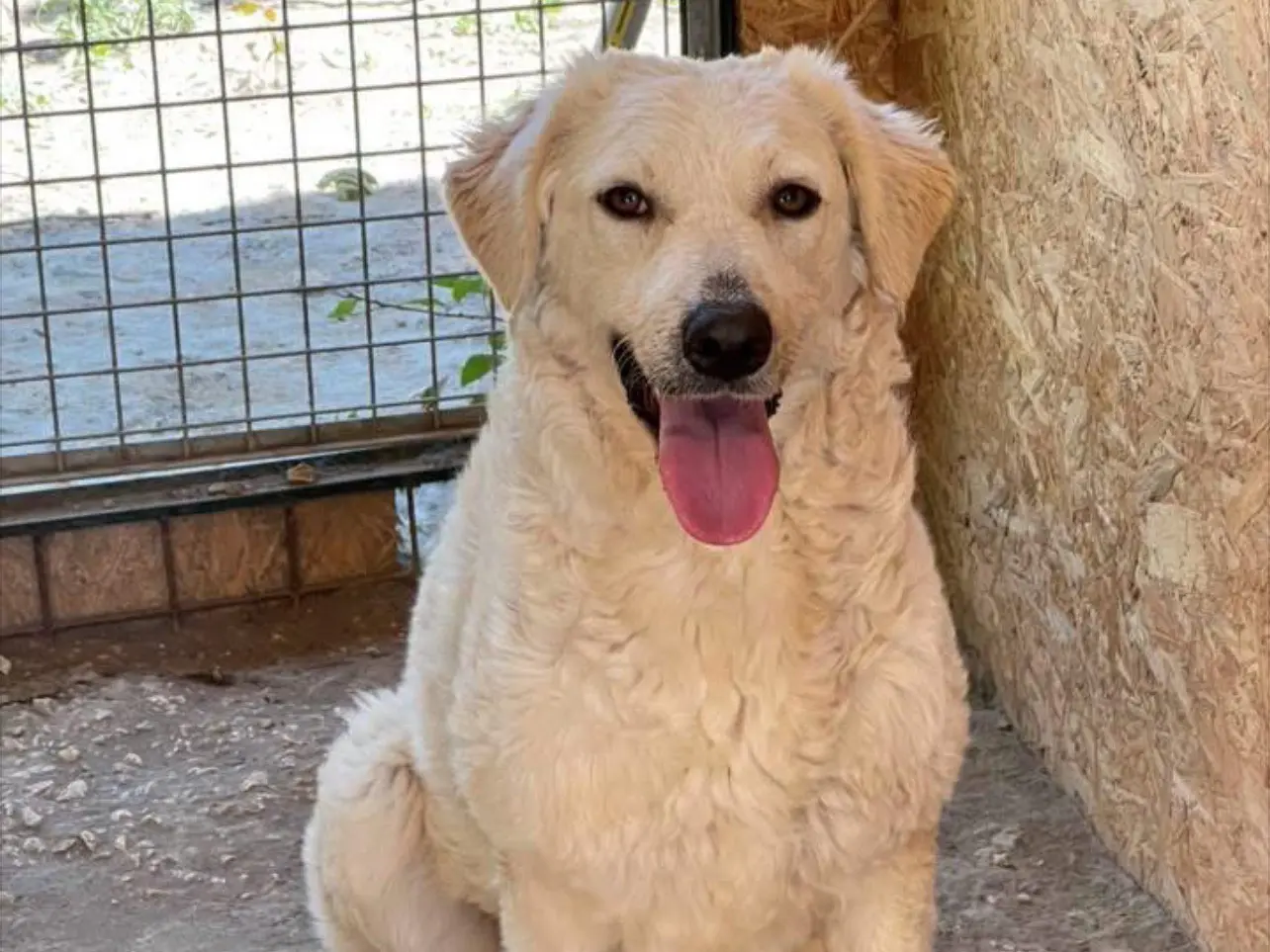 Vuoi adottare un cane a Rieti?