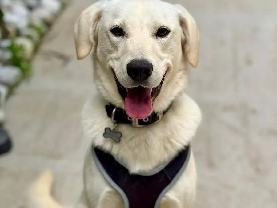 Adotta un cane, maschio, 1 anno e 9 mesi, Cagliari