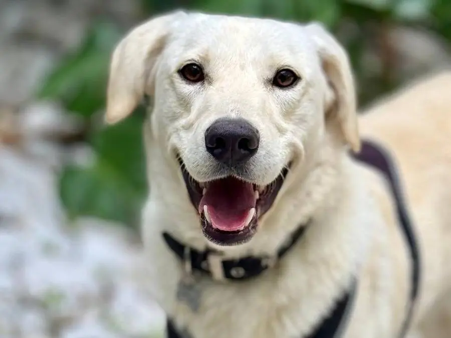 Adozione cane, maschio, Razza sconosciuta Razza sconosciuta, 1 anno e 9 mesi, taglia media, Cagliari