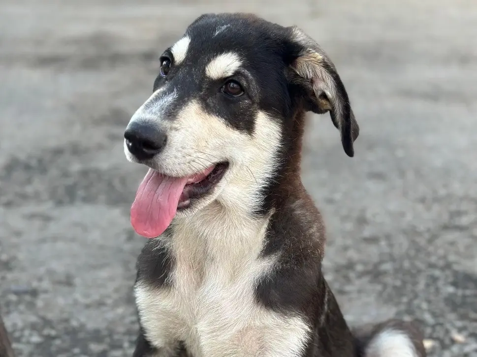 Adotta un cane, maschio, 1 anno e 2 mesi, Siracusa