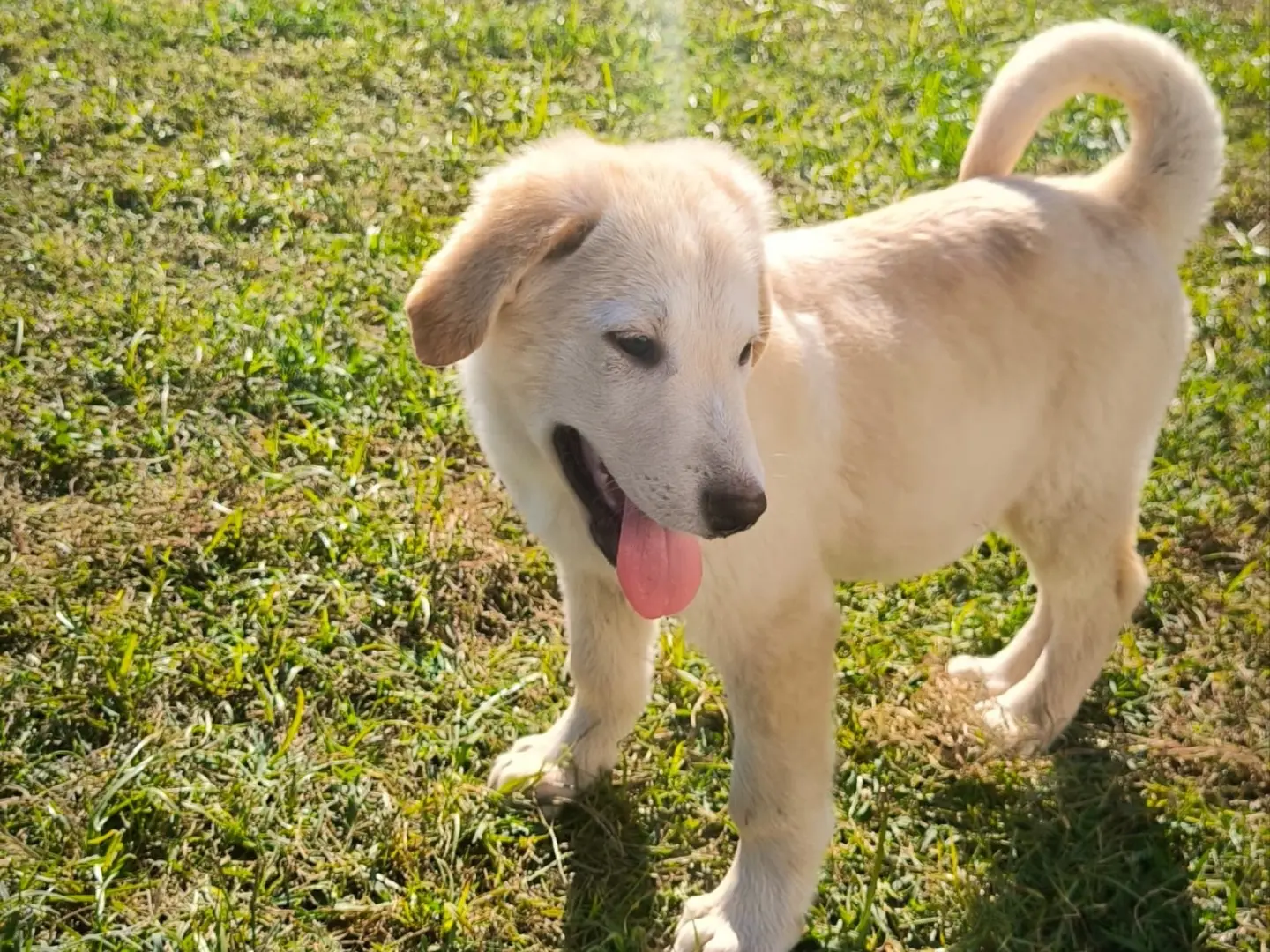 Adotta un cane, maschio, 3 mesi, Cosenza