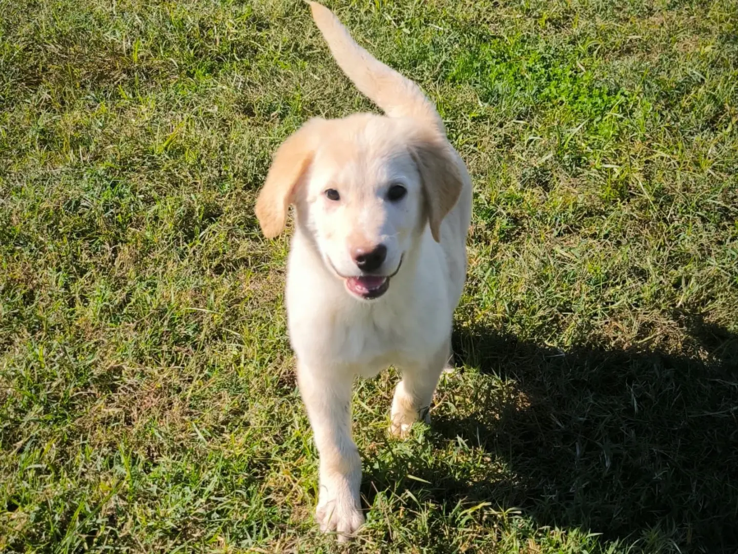 Adotta un cane, taglia grande, maschio, Cosenza
