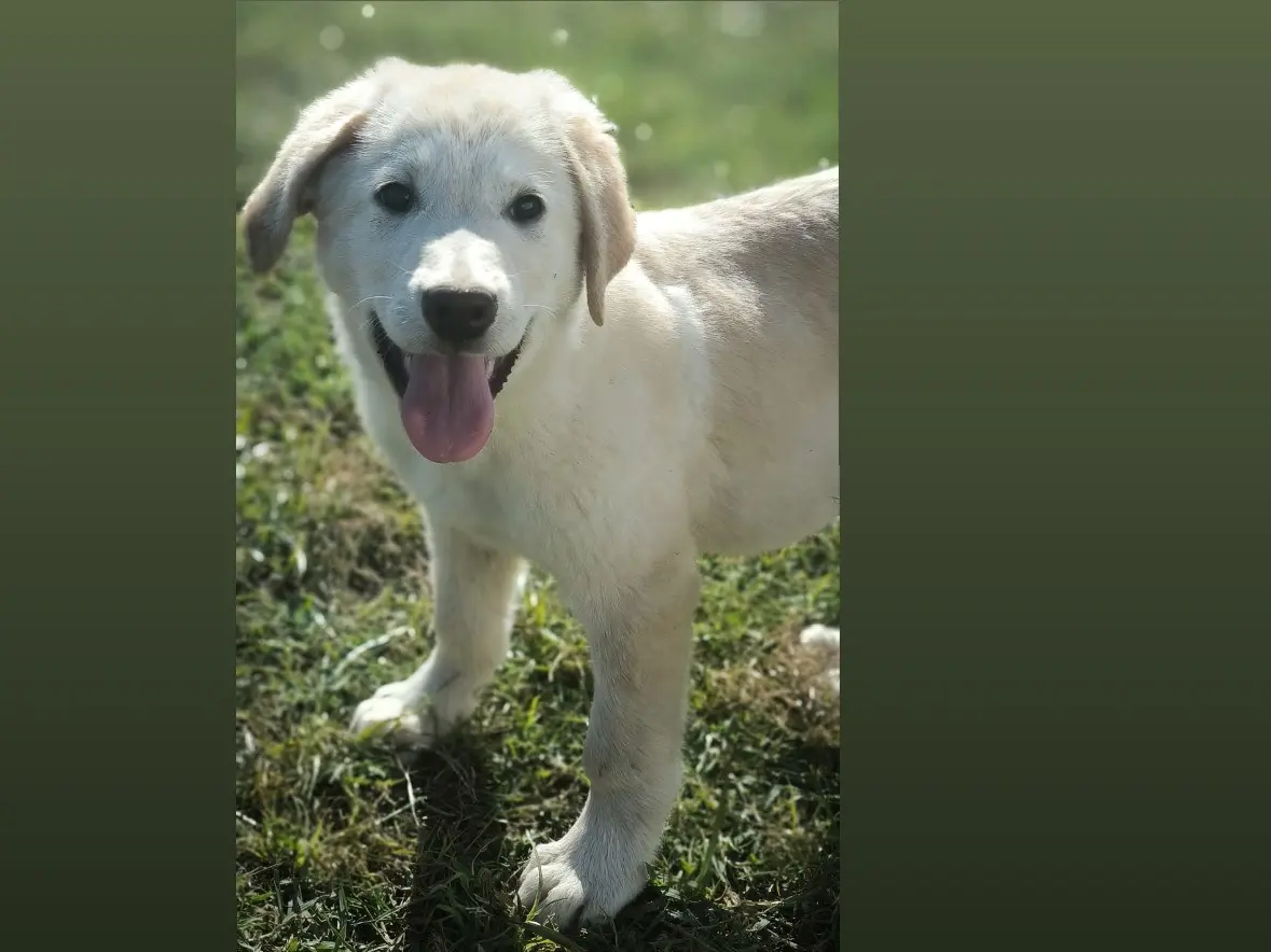 Adozione cane, maschio, Labrador Retriever Pastore maremmano, 3 mesi, taglia grande, Cosenza
