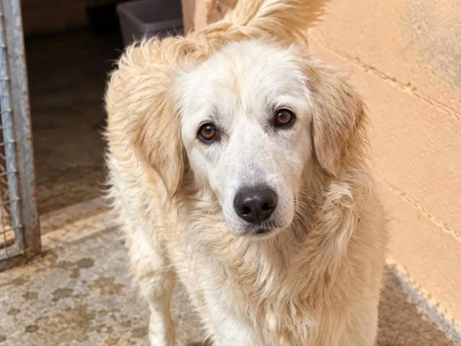 Adotta un cane, femmina, 3 anni e 2 mesi, Cremona