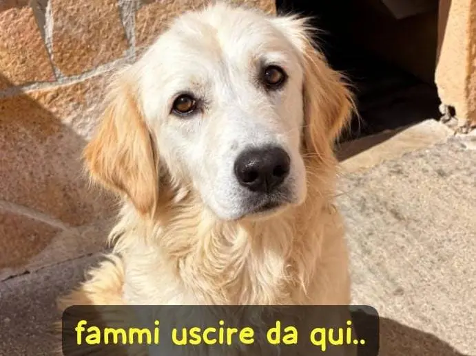 Adozione cane, femmina, Razza sconosciuta Razza sconosciuta, 3 anni e 2 mesi, taglia media, Cremona