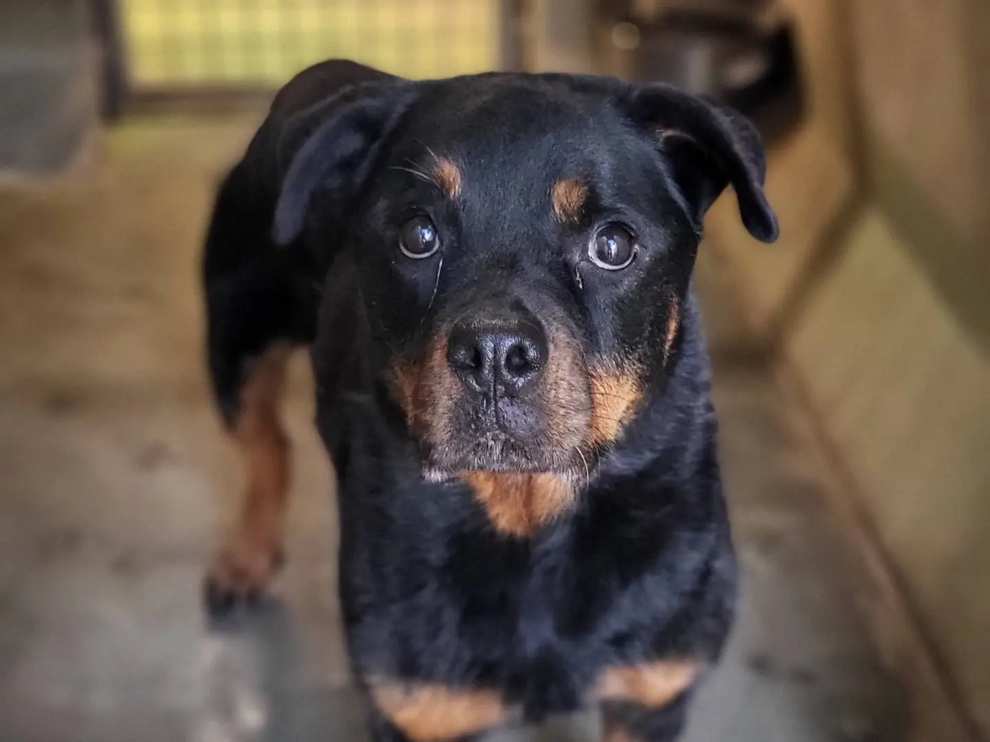 Adozione cane, femmina, Rottweiler Razza sconosciuta, 8 anni e 1 mese, taglia media, Roma