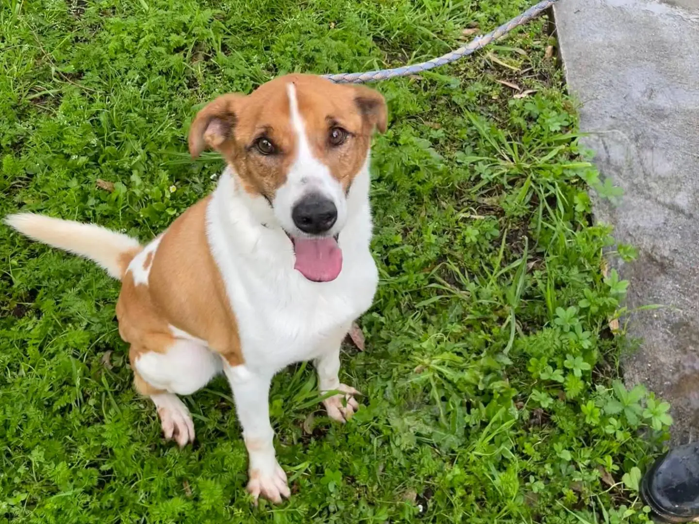Adotta un cane, maschio, 7 anni e 8 mesi, Latina
