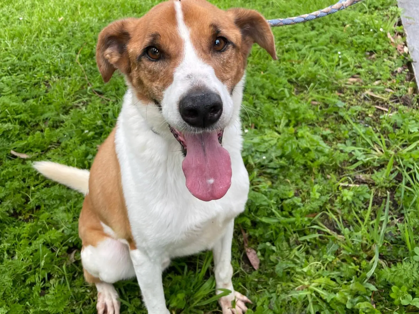 Adozione cane, maschio, Razza sconosciuta Razza sconosciuta, 7 anni e 8 mesi, taglia media, Latina