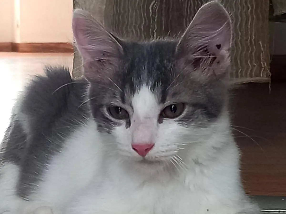 Adotta un gatto, taglia non valida, maschio, Frosinone