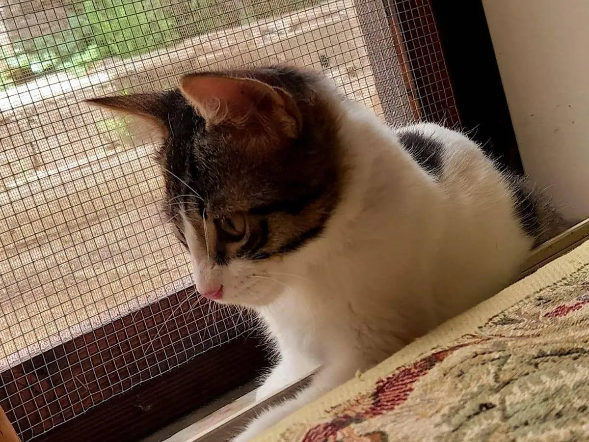 Adotta un gatto, maschio, 1 anno e 3 mesi, Frosinone
