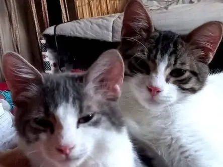 Adozione gatto, maschio, Razza sconosciuta Razza sconosciuta, 1 anno e 3 mesi, taglia non valida, Frosinone