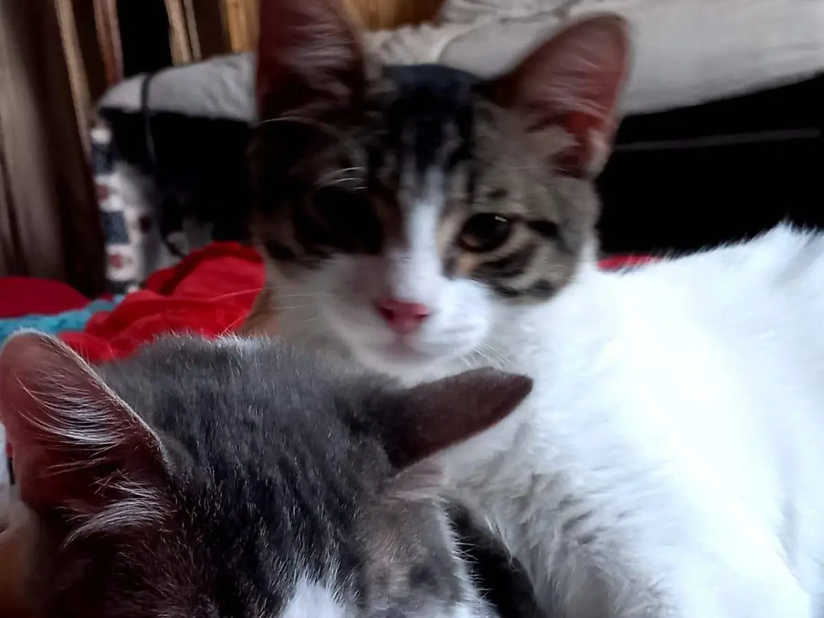 Adotta il gatto Hermes e Ares a Frosinone