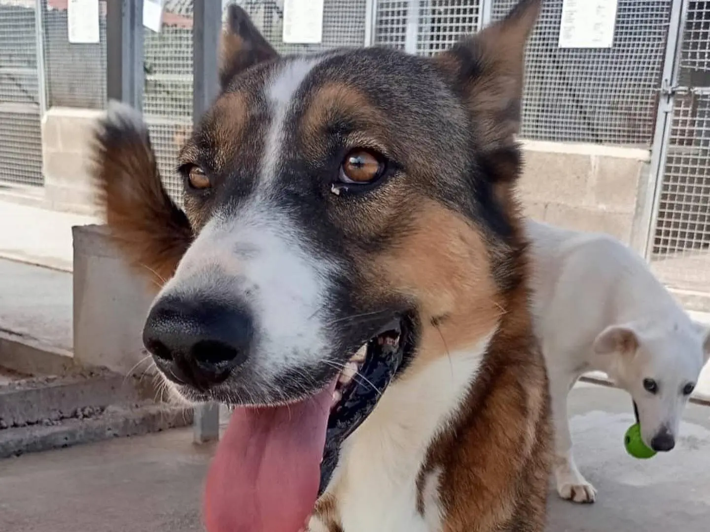 Adotta un cane, femmina, 3 anni e 8 mesi, Latina
