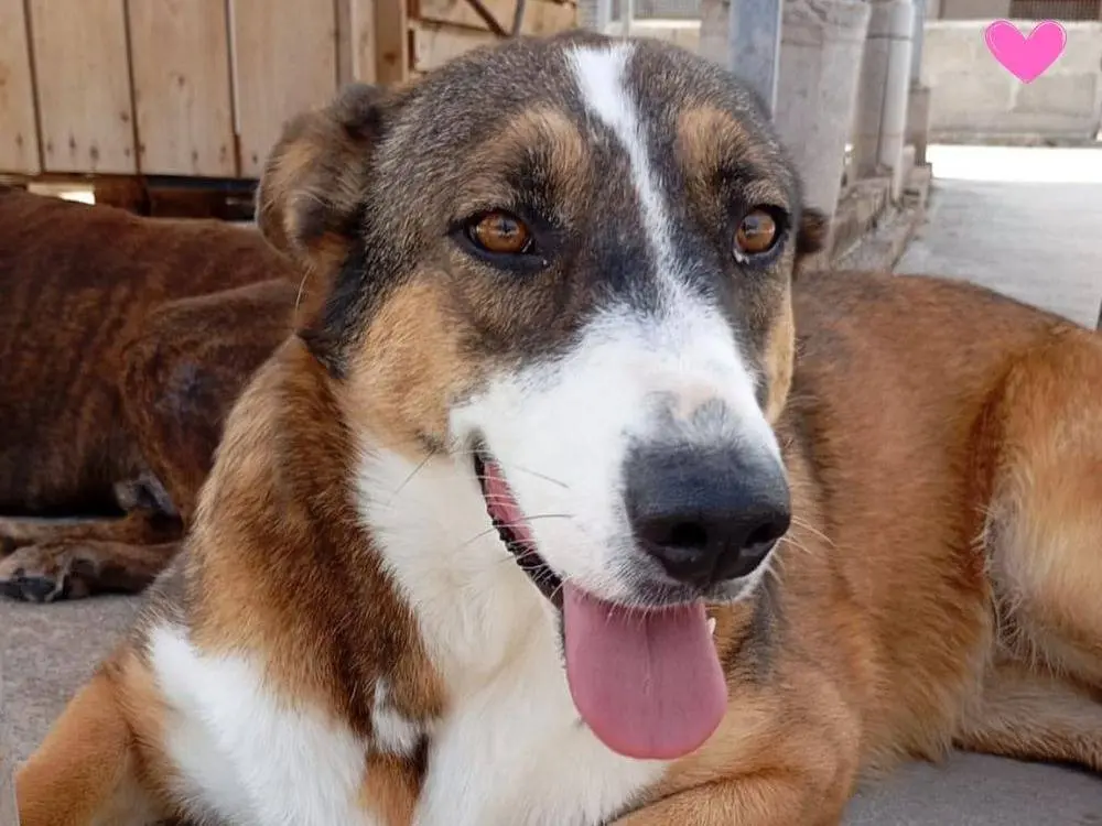 Adozione cane, femmina, Razza sconosciuta Razza sconosciuta, 3 anni e 8 mesi, taglia media, Latina