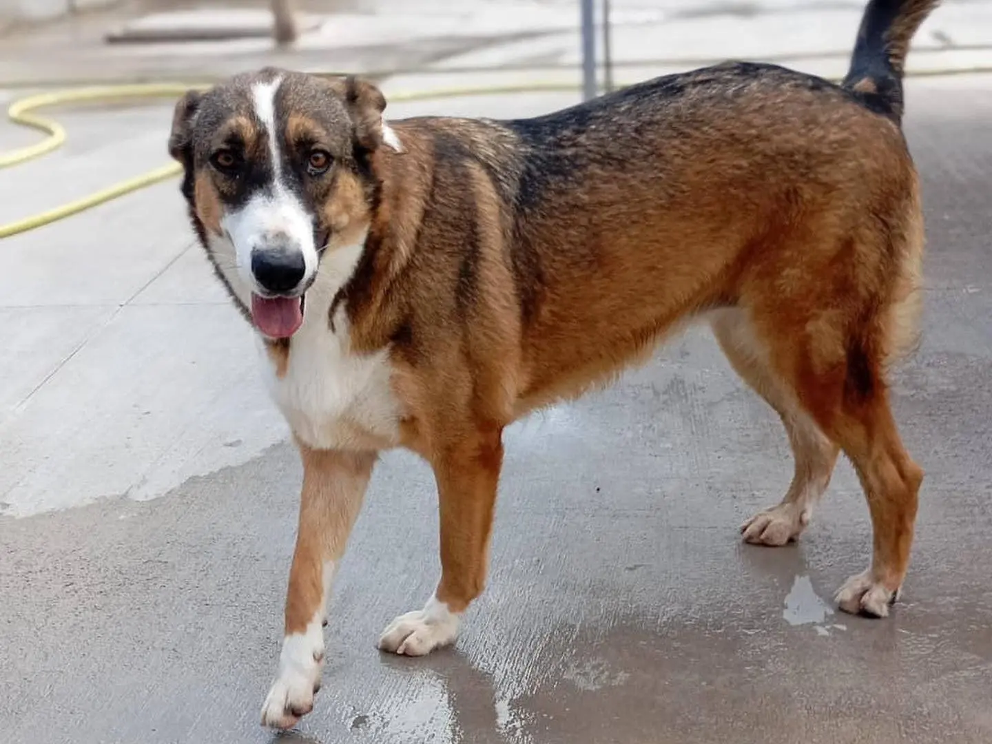 Adotta un cane, taglia media, femmina, Latina