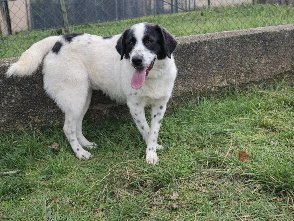 Adotta un cane, maschio, 2 anni, Avellino
