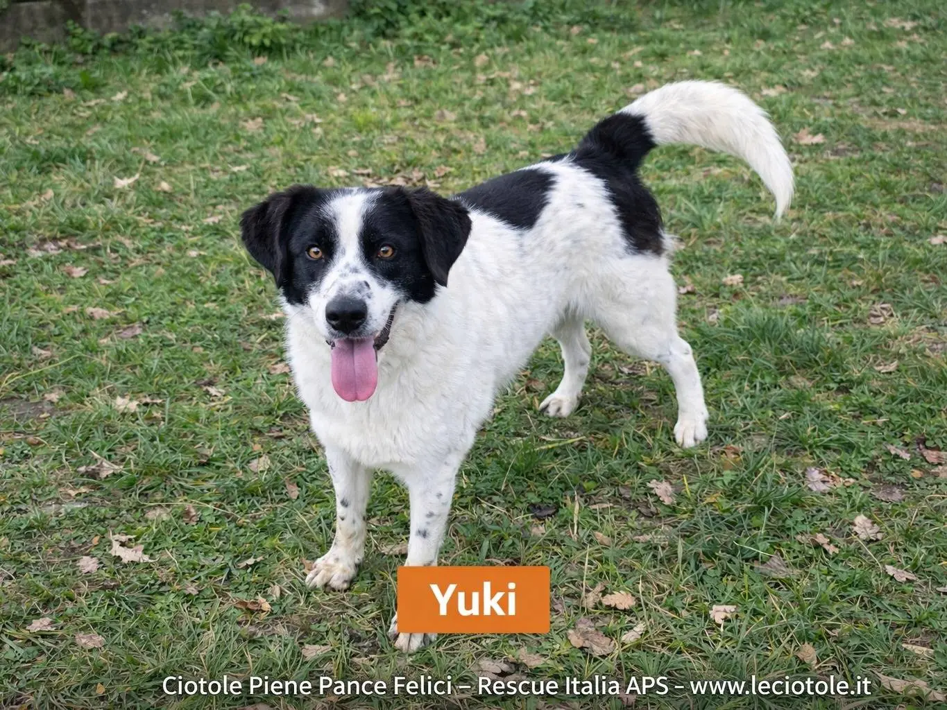 Adozione cane, maschio, Razza sconosciuta Razza sconosciuta, 2 anni, taglia media, Avellino