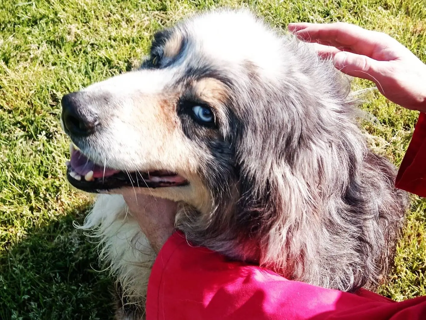 Adotta il cane Paul Newman a Latina