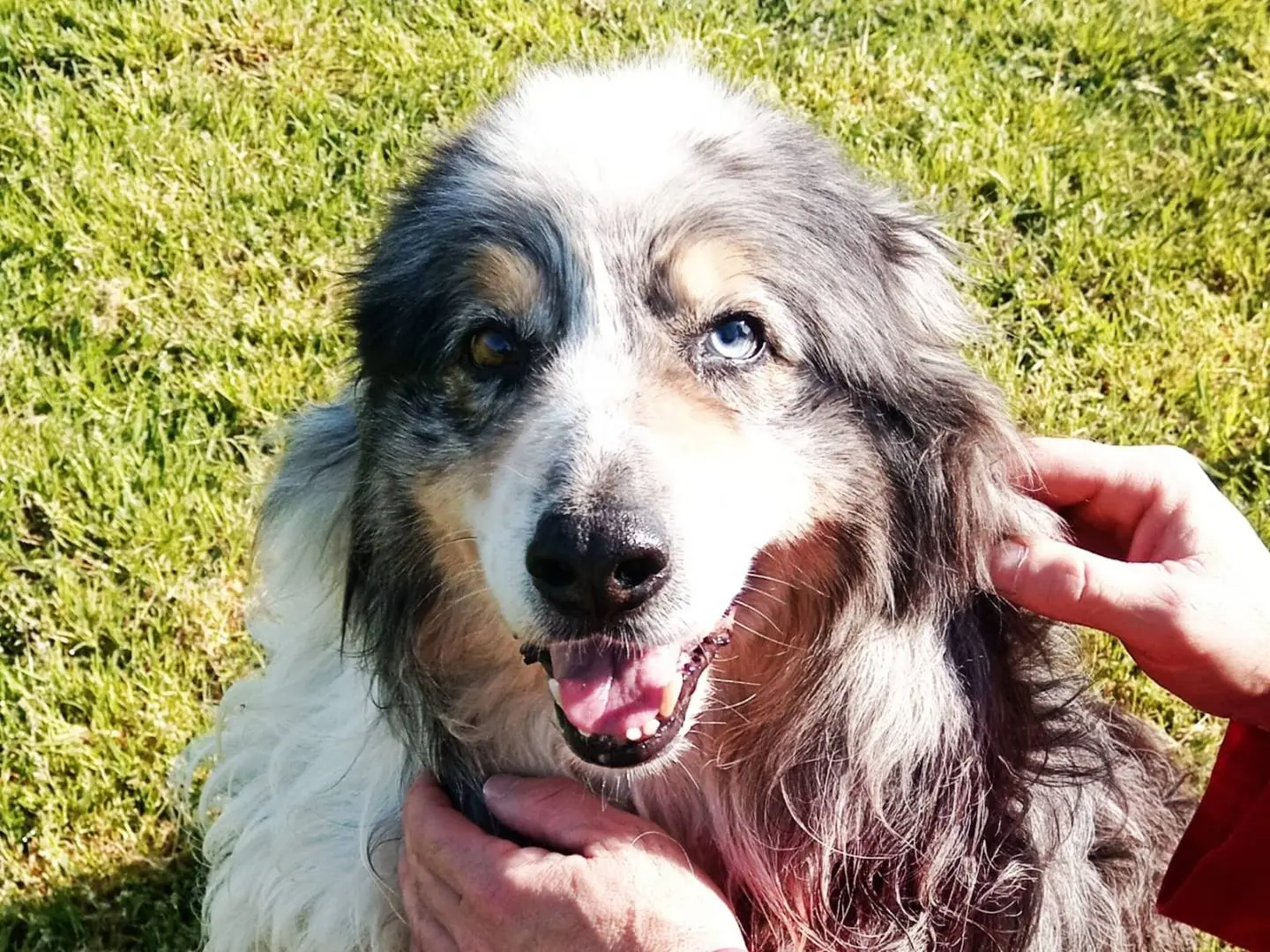 Adozione cane, maschio, Pastore australiano Razza sconosciuta, 4 anni e 11 mesi, taglia media, Latina