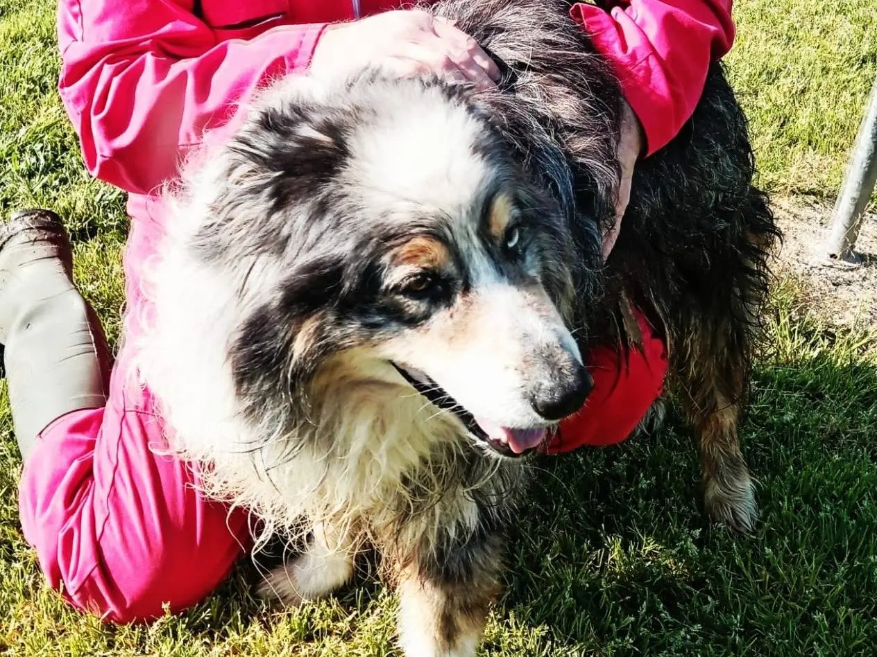 Adotta un cane, maschio, 4 anni e 11 mesi, Latina