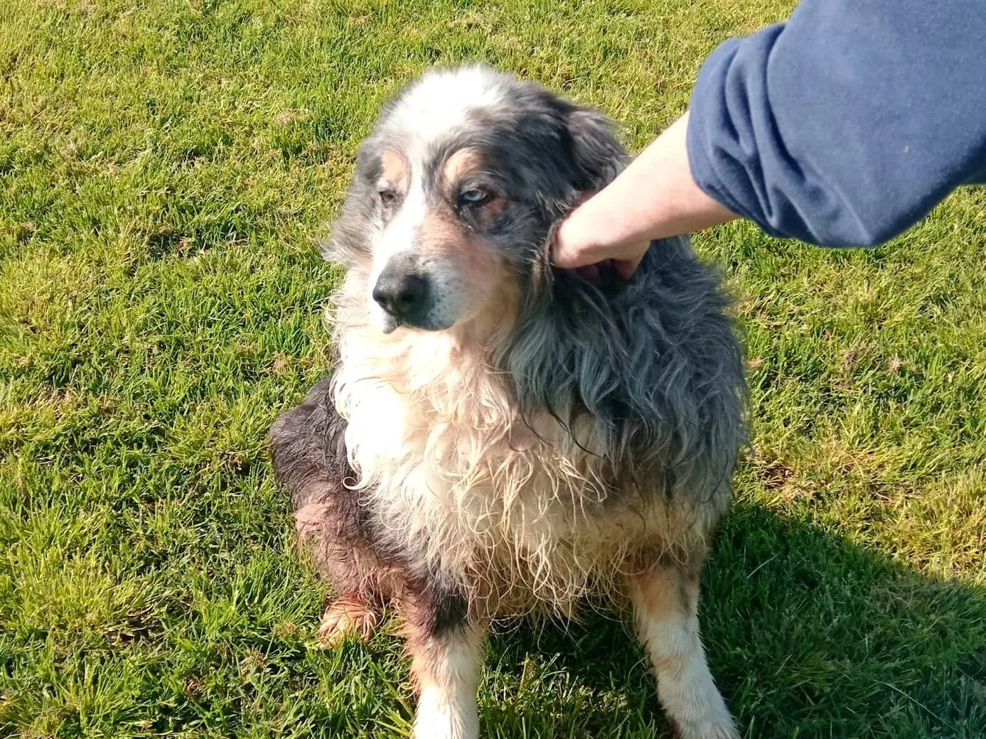 Vuoi adottare un cane a Latina?