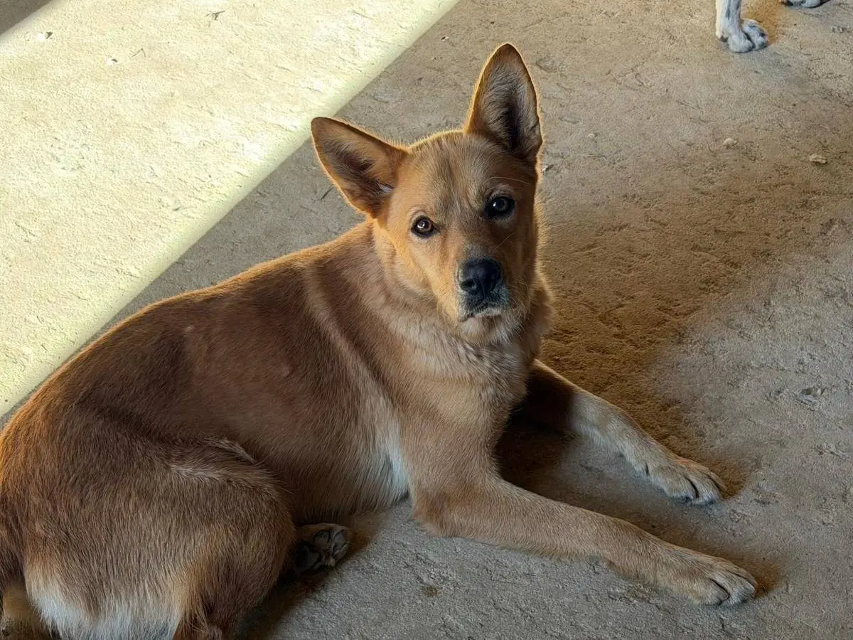 Adotta un cane, maschio, 11 mesi, Trapani