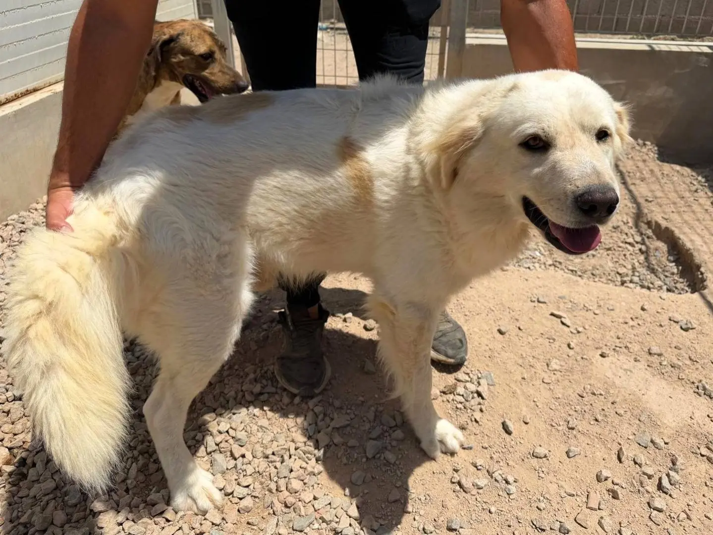 Adotta un cane, maschio, 3 anni e 2 mesi, Sassari