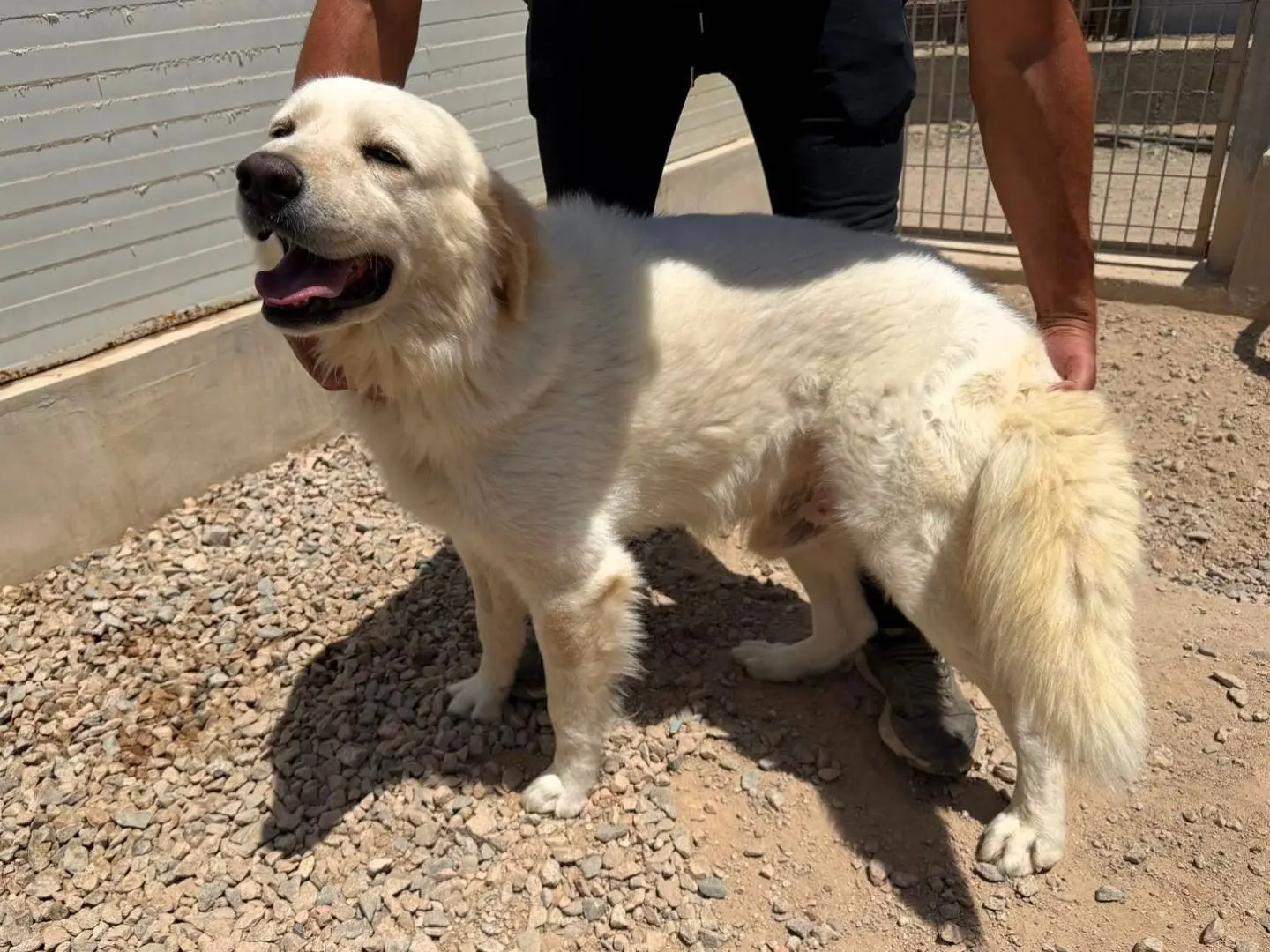 Adotta un cane, taglia media, maschio, Sassari