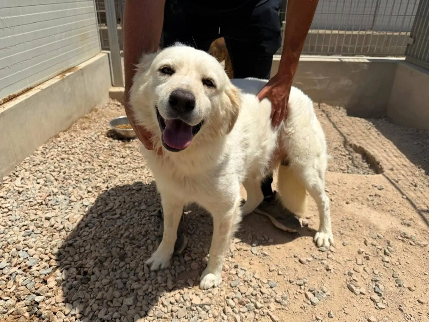 Adozione cane, maschio, Razza sconosciuta Razza sconosciuta, 3 anni e 2 mesi, taglia media, Sassari