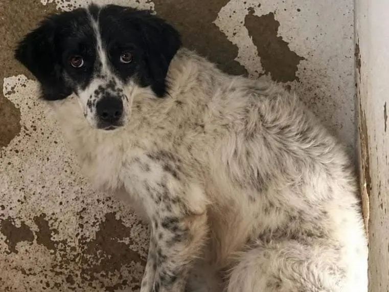 Adotta un cane, femmina, 7 anni e 4 mesi, Biella