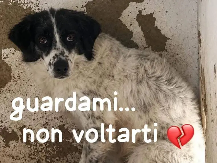 Adozione cane, femmina, Razza sconosciuta Razza sconosciuta, 7 anni e 4 mesi, taglia media, Biella
