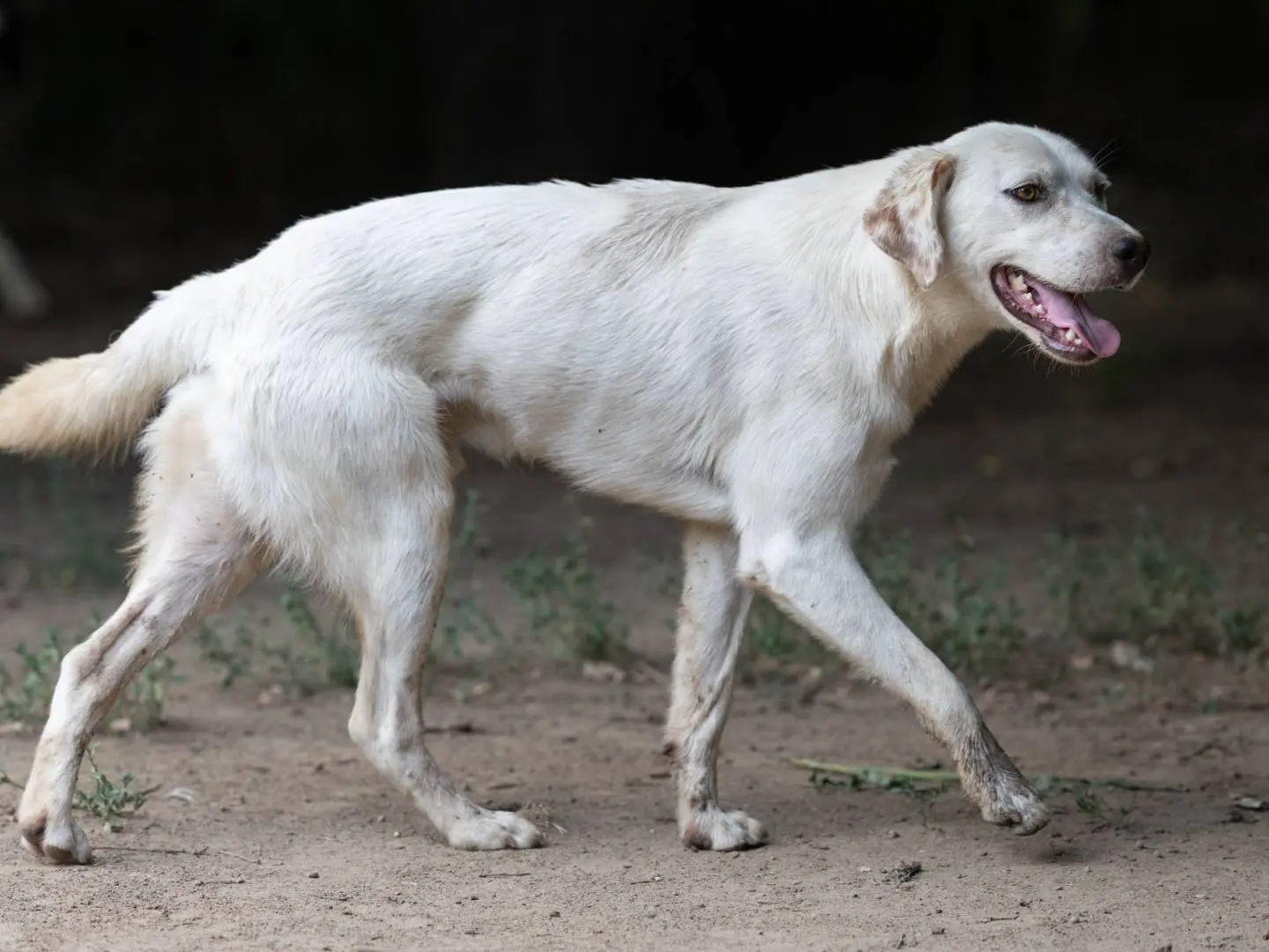 Adotta il cane Henry a Caserta
