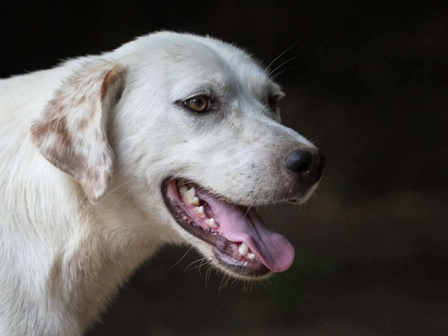 Vuoi adottare un cane a Caserta?