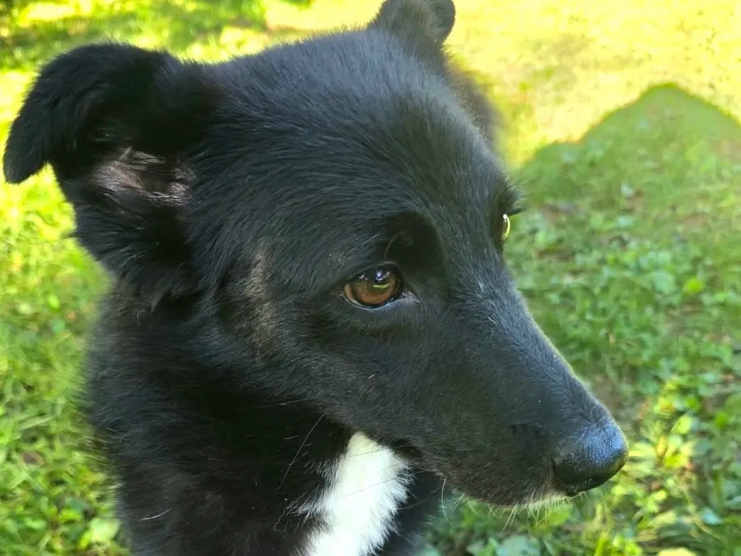 Vuoi adottare un cane a Bergamo?