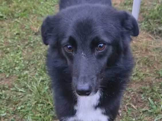Adotta un cane, taglia media, maschio, Bergamo