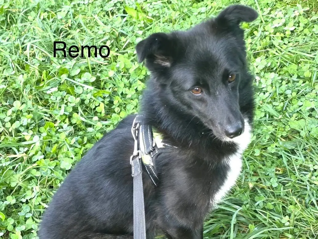 Adotta il cane Remy a Bergamo