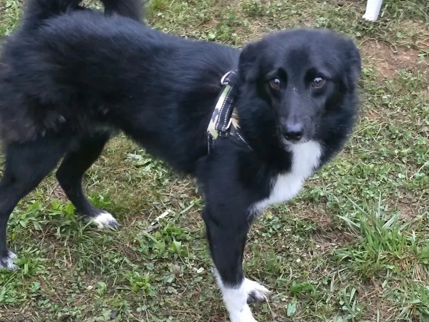 Adotta un cane, maschio, 11 mesi, Bergamo