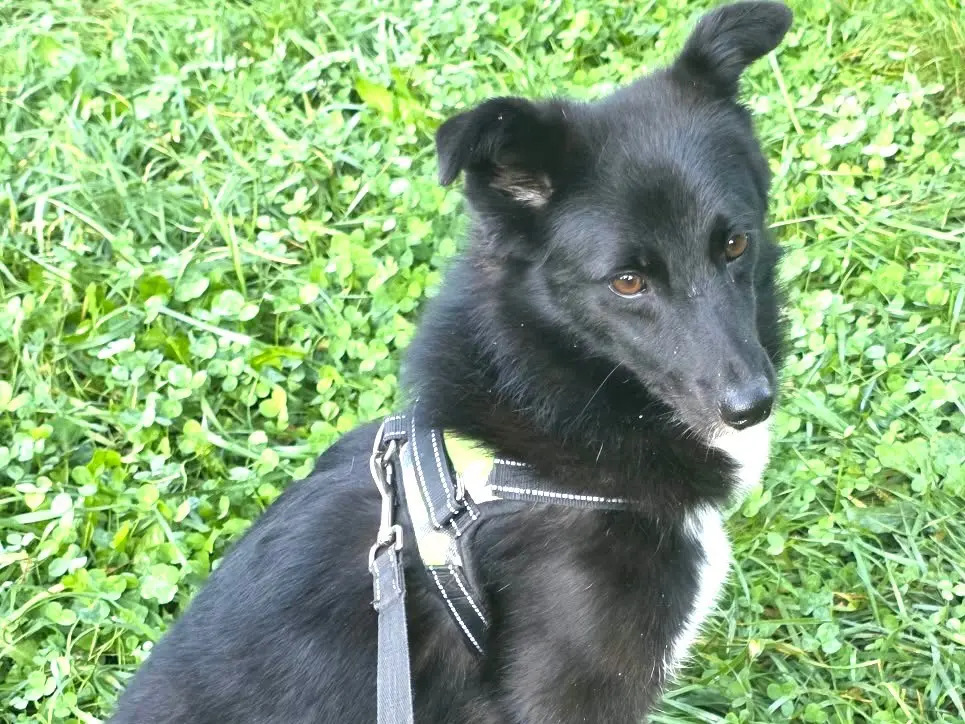 Adozione cane, maschio, Border Collie Razza sconosciuta, 11 mesi, taglia media, Bergamo